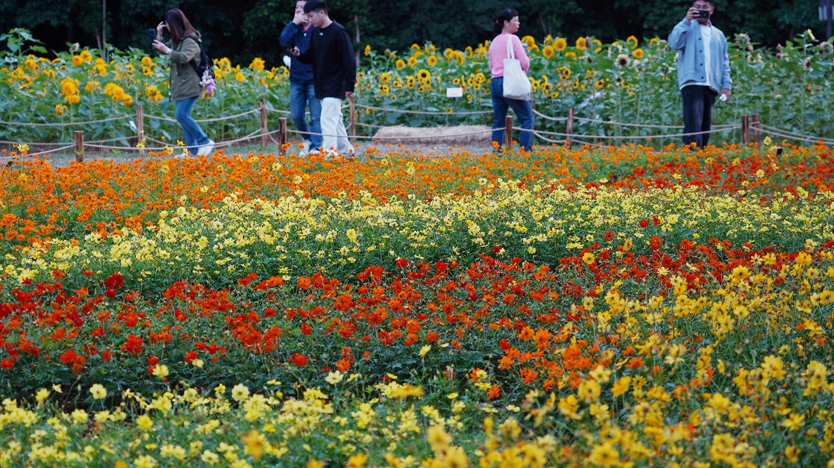 Flower appreciating at Autumn Flower Fair